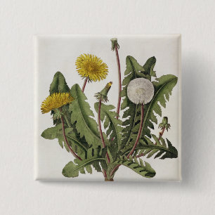 Dandelion (kleurengraving) vierkante button 5,1 cm
