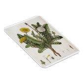 Dandelion (kleurgraving) magneet (Rechterzijde)