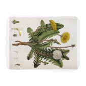 Dandelion (kleurgraving) magneet (Horizontaal)