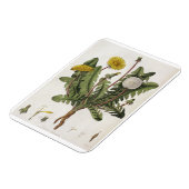 Dandelion (kleurgraving) magneet (Linkerzijde)
