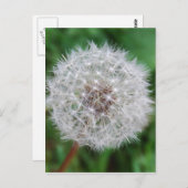 Dandelion-klok Briefkaart (Voorkant / Achterkant)