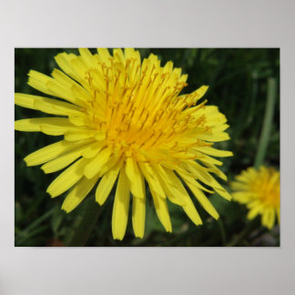 Dandelion Macro Afbeelding Poster