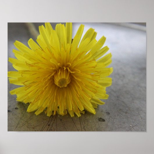Dandelion Macro Shot Poster (Voorkant)