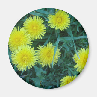 Dandelion Magneet