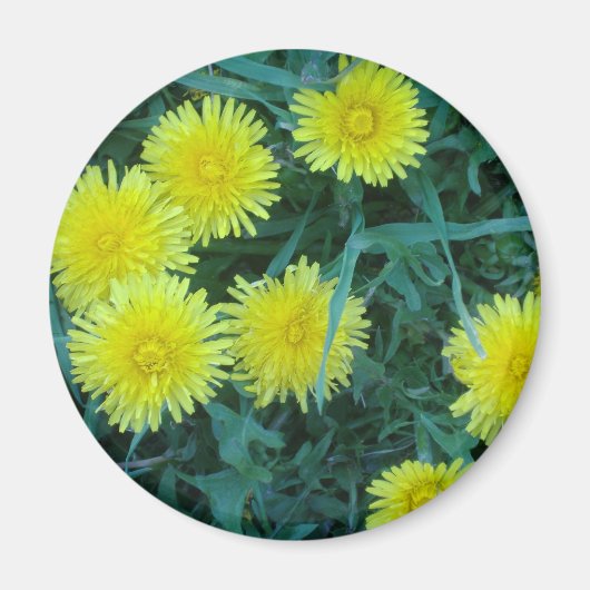 Dandelion Magneet (Voorkant)