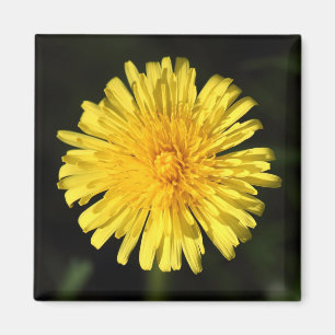 Dandelion Magneet