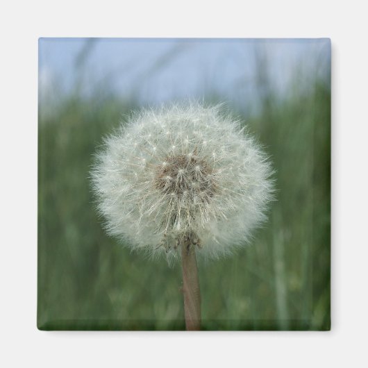 Dandelion Magnet Magneet (Voorkant)