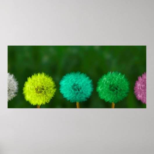 Dandelion, meerkleurig poster (Voorkant)