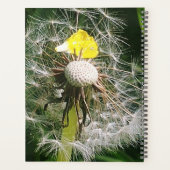 Dandelion mignon (Dos)