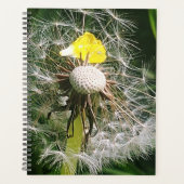 Dandelion mignon (Devant)