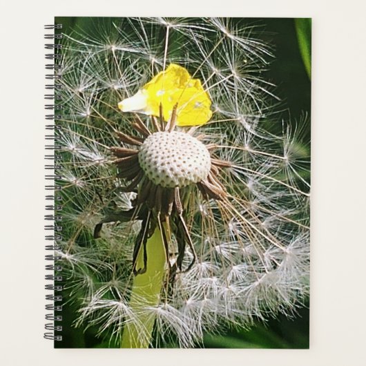 Dandelion mignon (Devant)