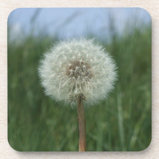 Dandelion Onderzetters (Voorkant)