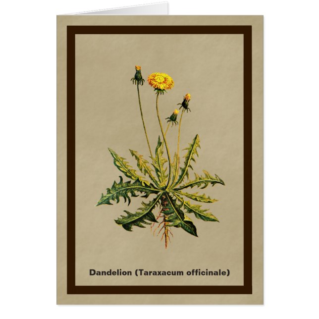 Dandelion op oud papier (Voorkant)