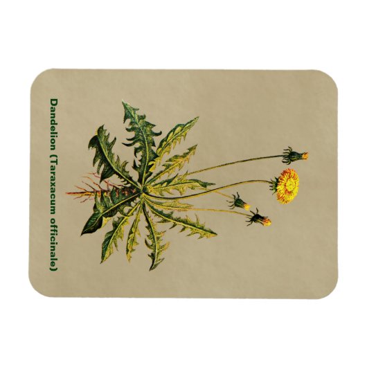 Dandelion op oud papier magneet (Horizontaal)