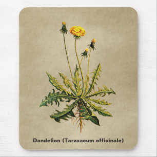 Dandelion op oud papier muismat