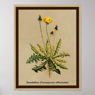 Dandelion op oud papier poster