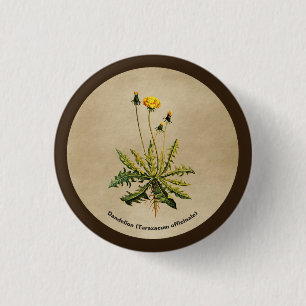Dandelion op oud papier ronde button 3,2 cm