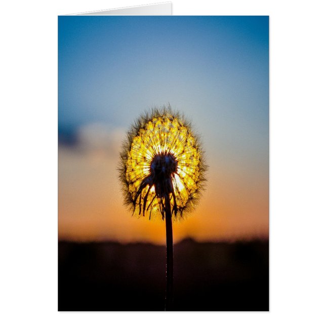 Dandelion op zonsopgang (Voorkant)