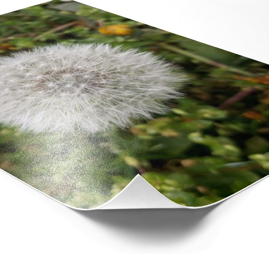 Dandelion poster (Hoek)