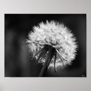 Dandelion Poster