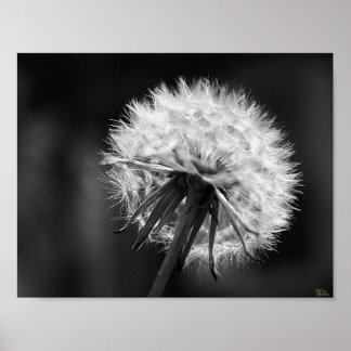 Dandelion Poster