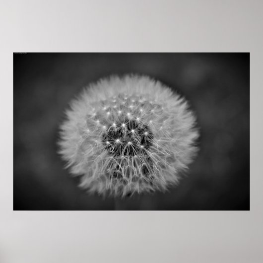 Dandelion Poster (Voorkant)