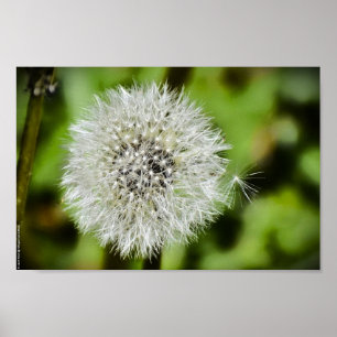 Dandelion Poster