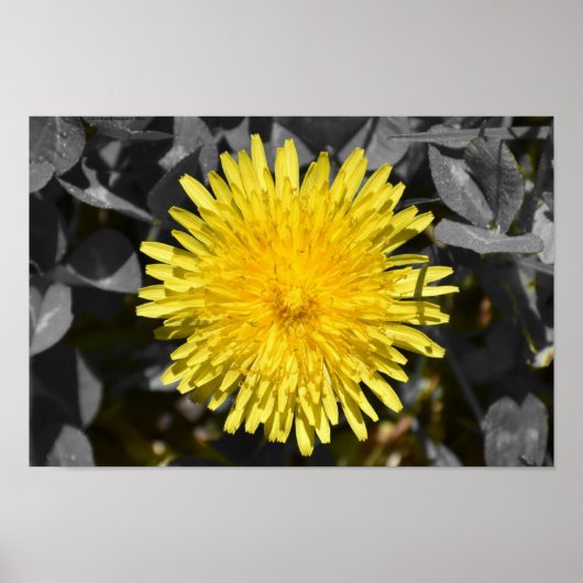 Dandelion Poster (Voorkant)