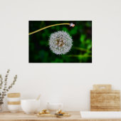 Dandelion Poster (Keuken)