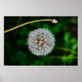 Dandelion Poster (Voorkant)