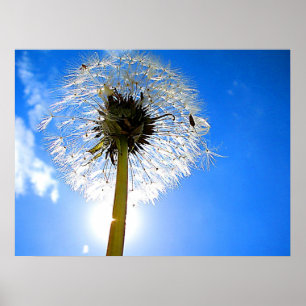 Dandelion Poster