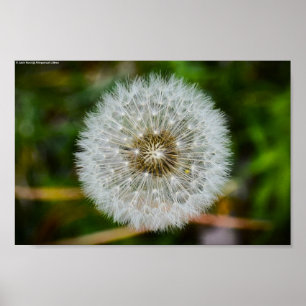 Dandelion Poster