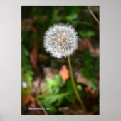 Dandelion Poster (Voorkant)