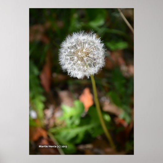 Dandelion Poster (Voorkant)