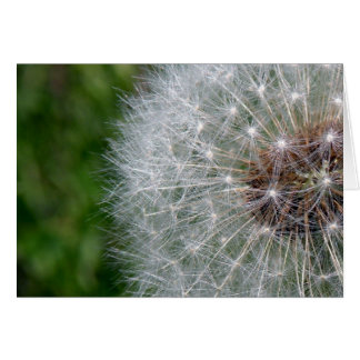 Dandelion Puff