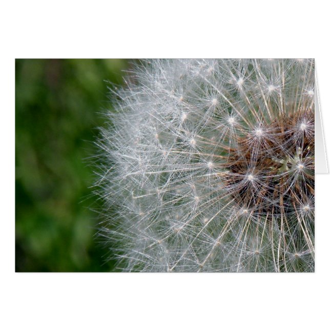Dandelion Puff (Devant horizontal)