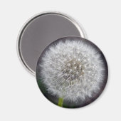 Dandelion Puff Magnet (Recto/Verso)