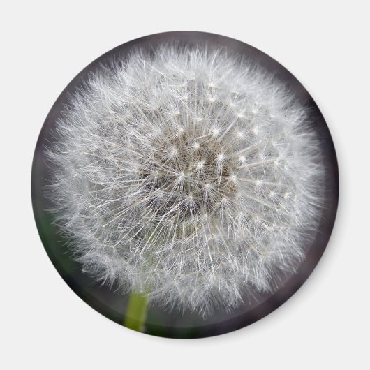 Dandelion Puff Magnet (Devant)