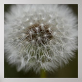 Dandelion Puff Print (Voorkant)
