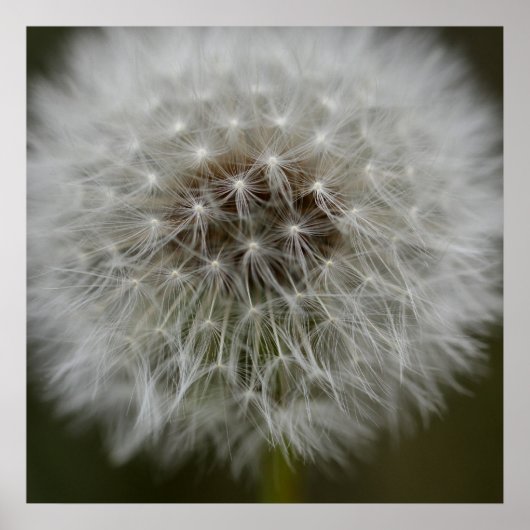 Dandelion Puff Print (Voorkant)