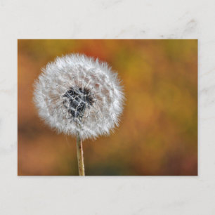 Dandelion Seed Briefkaart