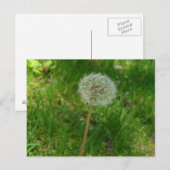 Dandelion Seed "Puff"-Briefkaart Briefkaart (Voorkant / Achterkant)