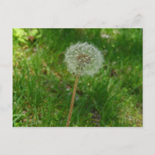 Dandelion Seed "Puff"-Briefkaart Briefkaart (Voorkant)