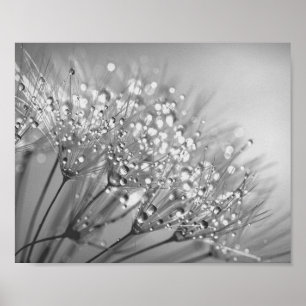 Dandelion Seed with Waterdrop Wall Art 2 Poster