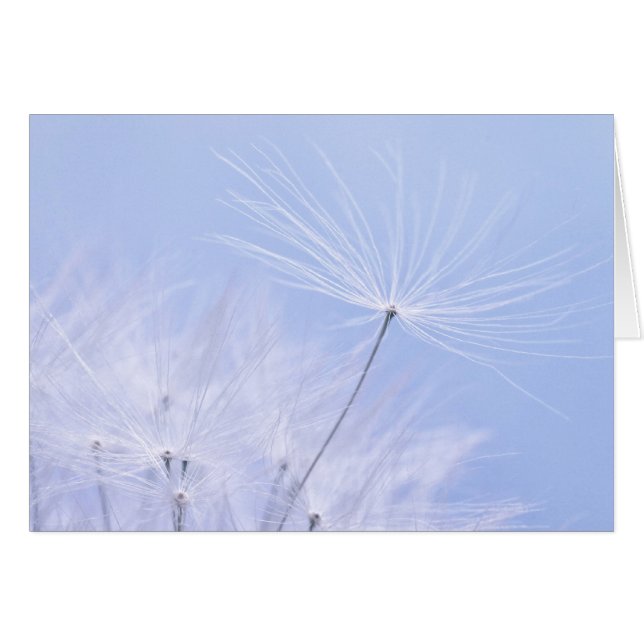 Dandelion Seeds (Voorkant Horizontaal)