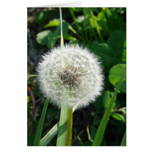 Dandelion Seeds (Voorkant)