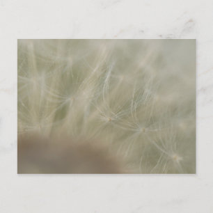 Dandelion Seeds Briefkaart