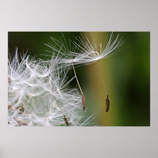 Dandelion Seeds Poster (Voorkant)