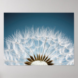 Dandelion Seeds Poster