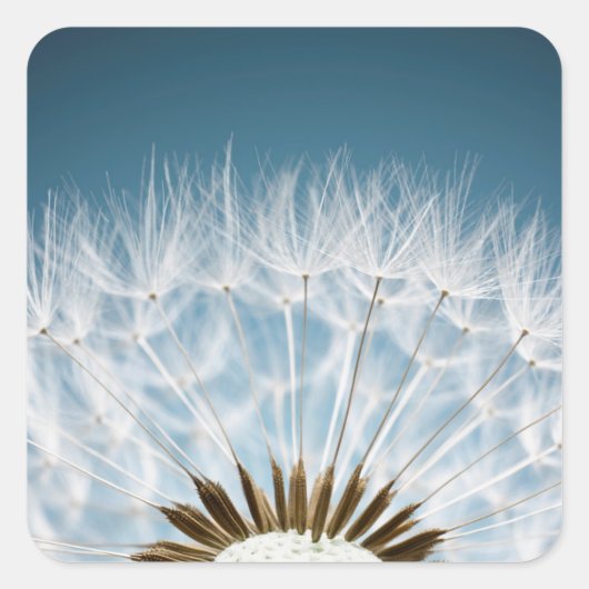 Dandelion Seeds Vierkante Sticker (Voorkant)